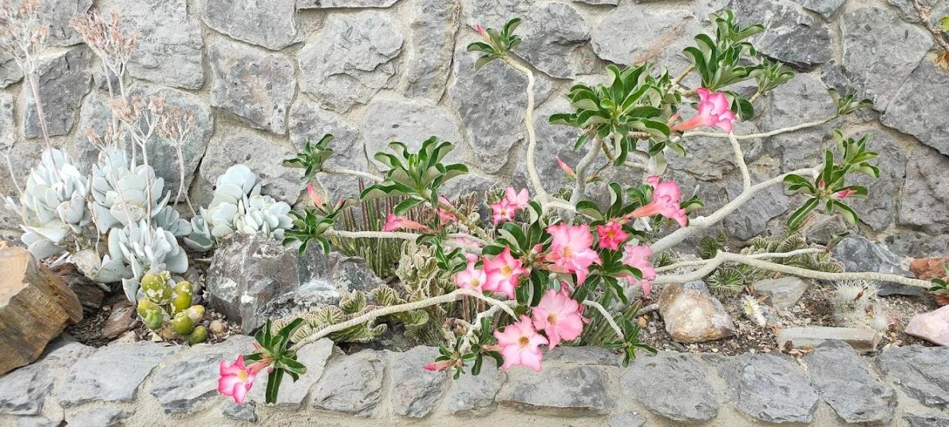 3 Aloes Guesthouse Uis Kültér fotó